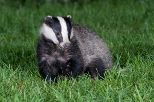 badger 1 Ross